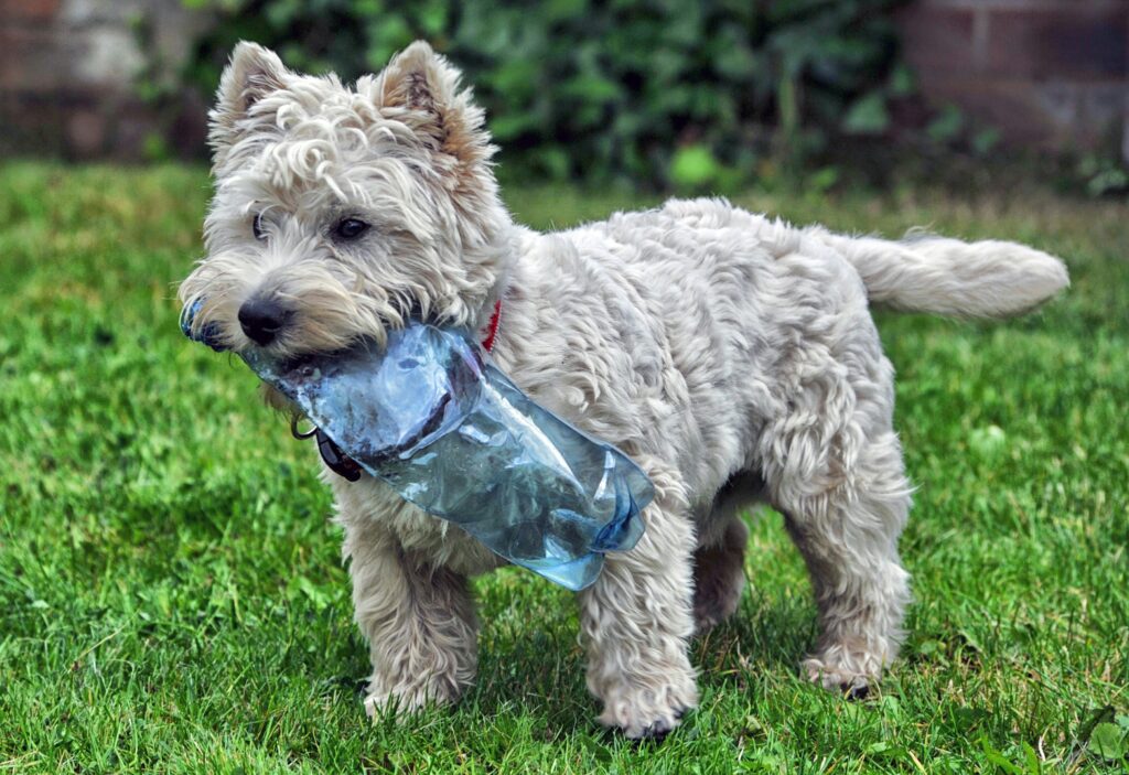 best compostable dog poop bags 2026